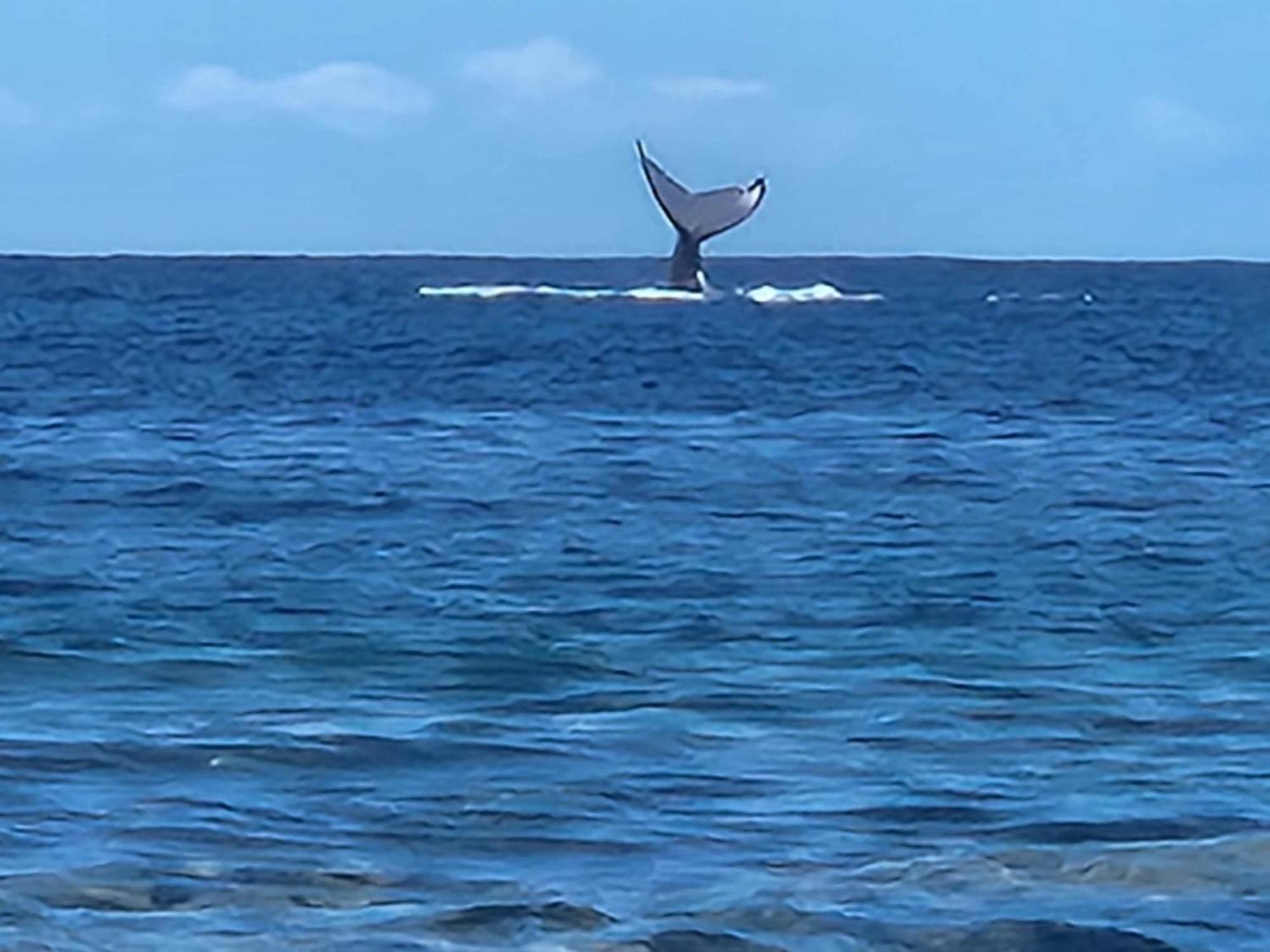 Moorea Temae Bungalow Lory Bord De Mer Buitenkant foto